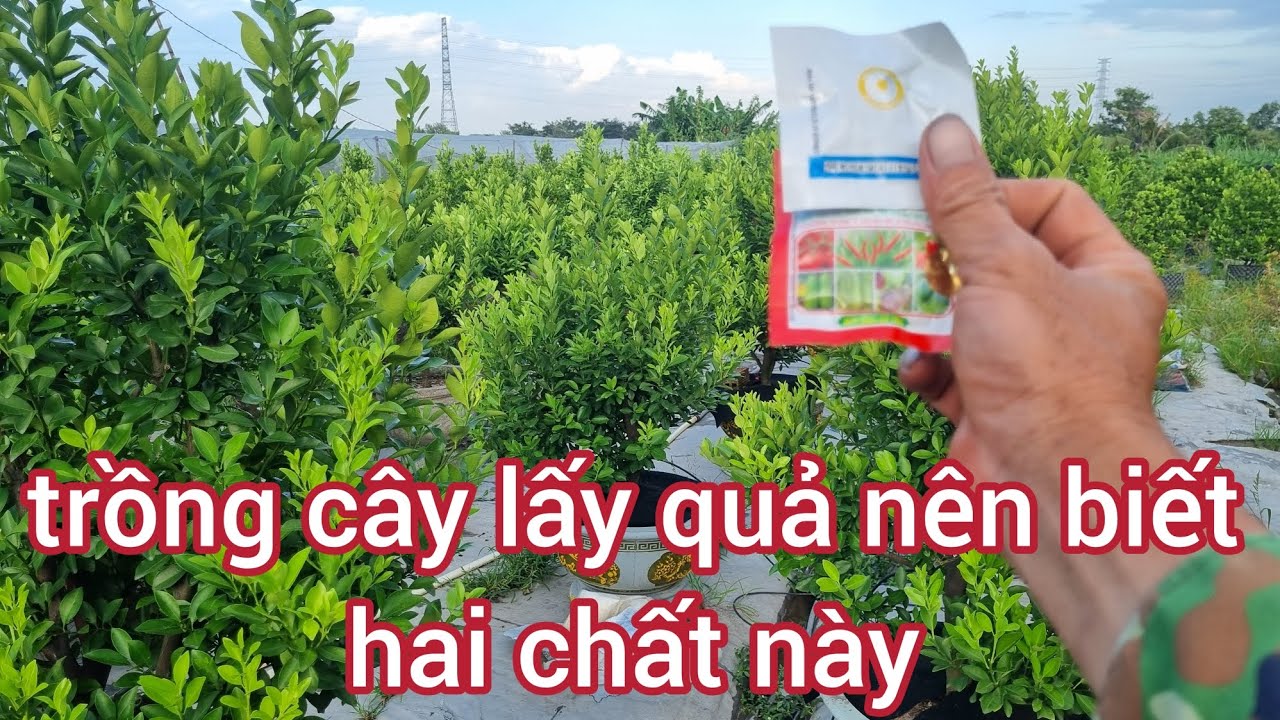 Khi cây đã ra hoa cần những loại nào  0988063918