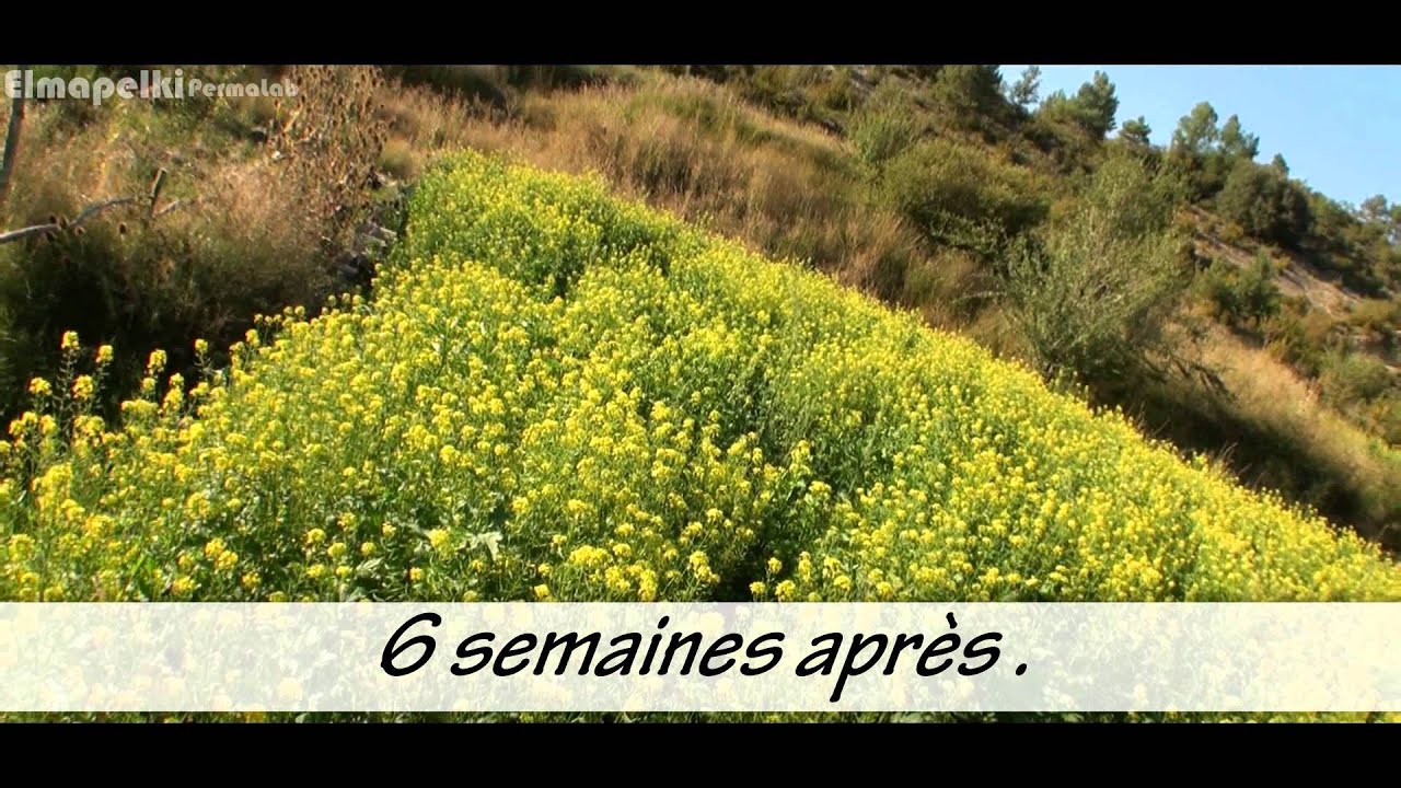 Permaculture-La Moutarde, un engrais vert.