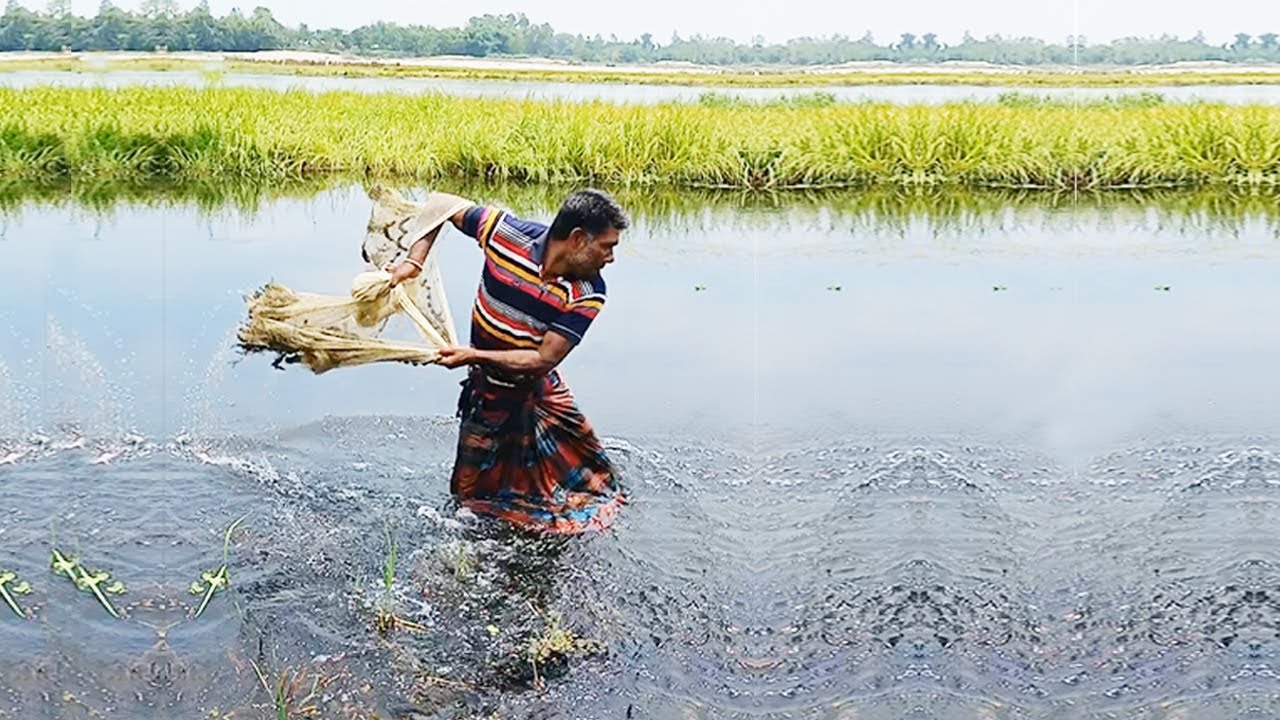 Best Fishing Video in Village - Rural Village Net Fishing Video - Amazing Net Fishing Skill