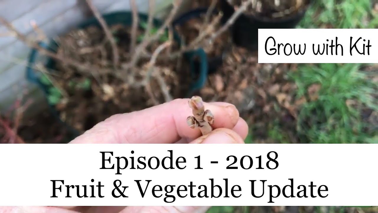 Fruit & Vegetable Garden Update - Episode 1 - 2018
