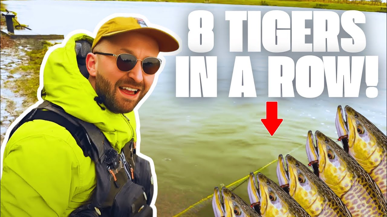 8 TIGER trout in a ROW! #tigertrout #flyfishing #troutfishing