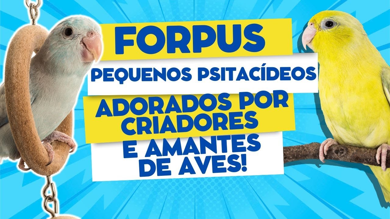 FORPUS:Descubra por que São Adorados por Criadores e Amantes de Aves!