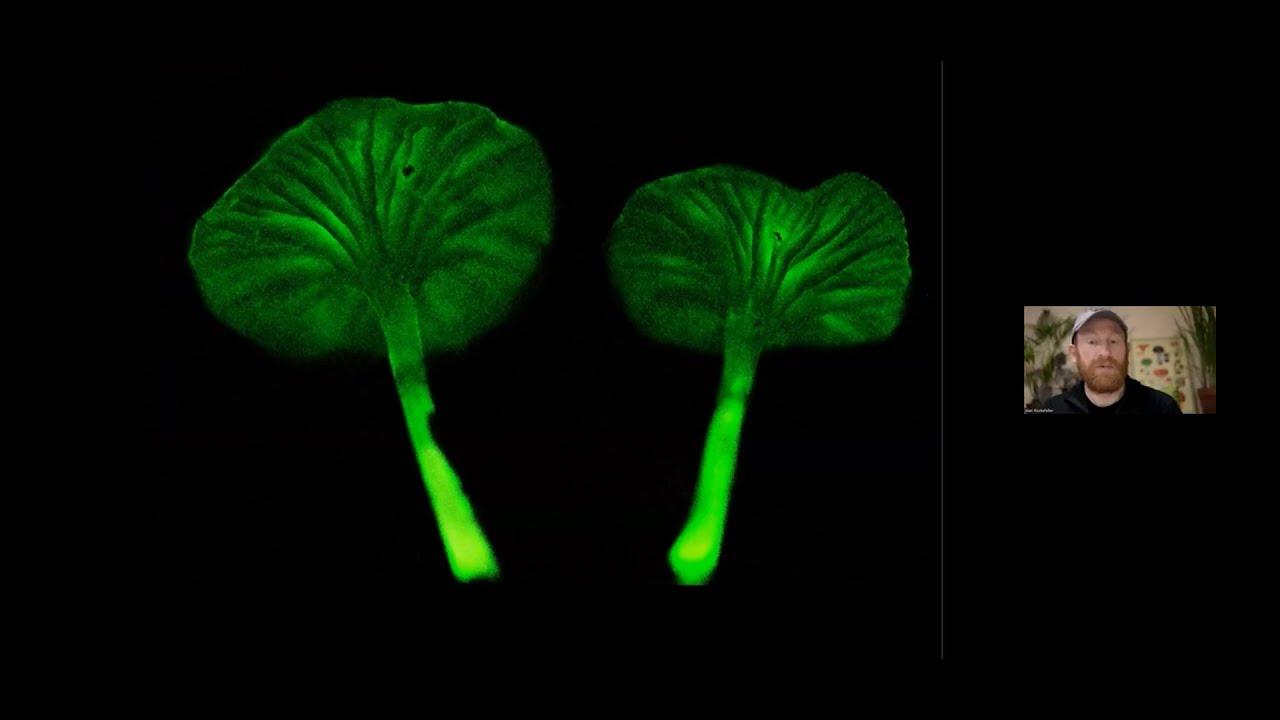 Alan Rockefeller's SVIMS talk on Bioluminescent and Fluorescent Fungi