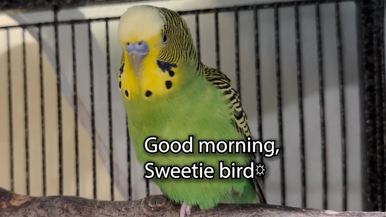 Good Morning Sweetie Bird! - Boba the Budgie - Talking Parakeet