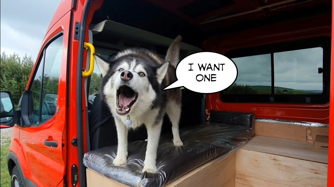 Hilarious Dog Sherpa always gets his Own Way