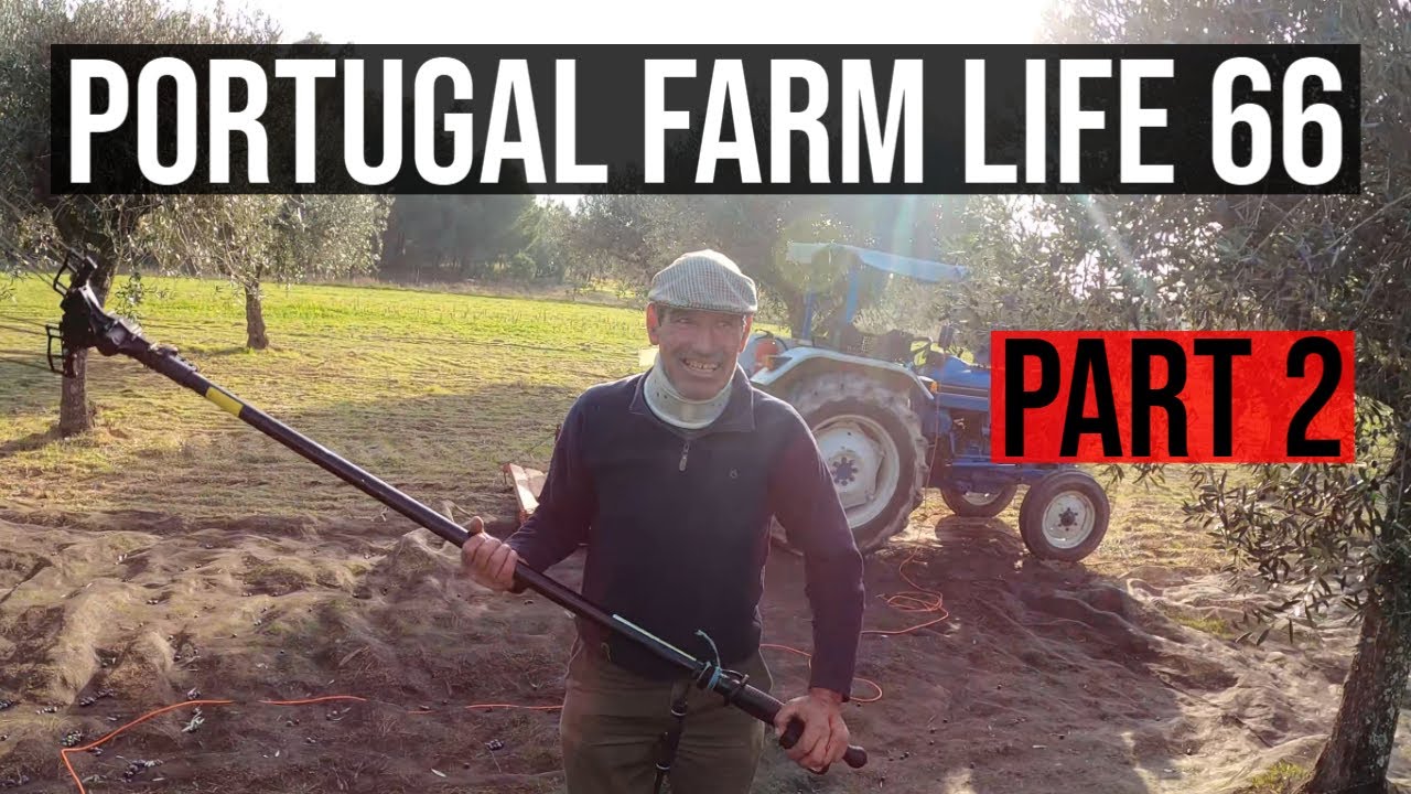 PART 2 - Harvesting Olives in Portugal - Portugal Farm Life 66