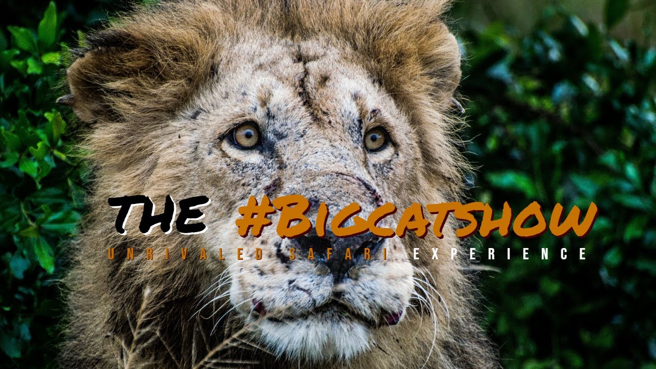 The #Bigcatshow Safari - Unrivaled Experience With African Big Cats