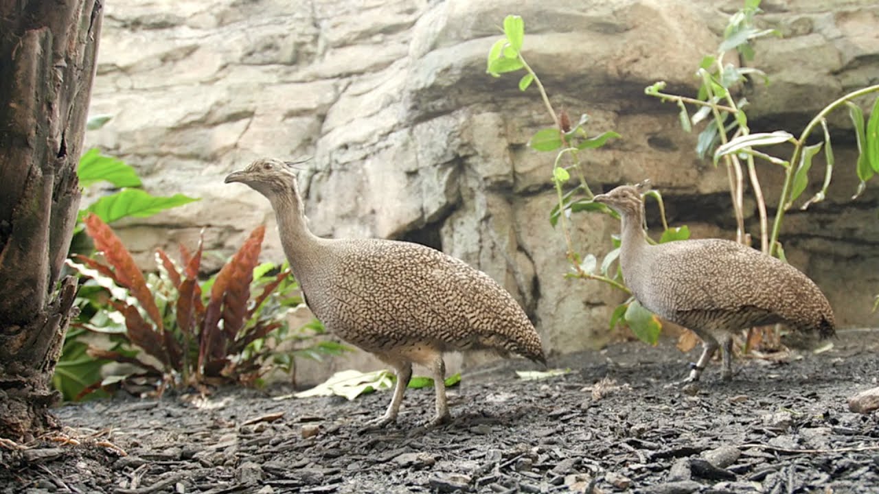 Elegant Crested Tinamou | Paws for a Minute