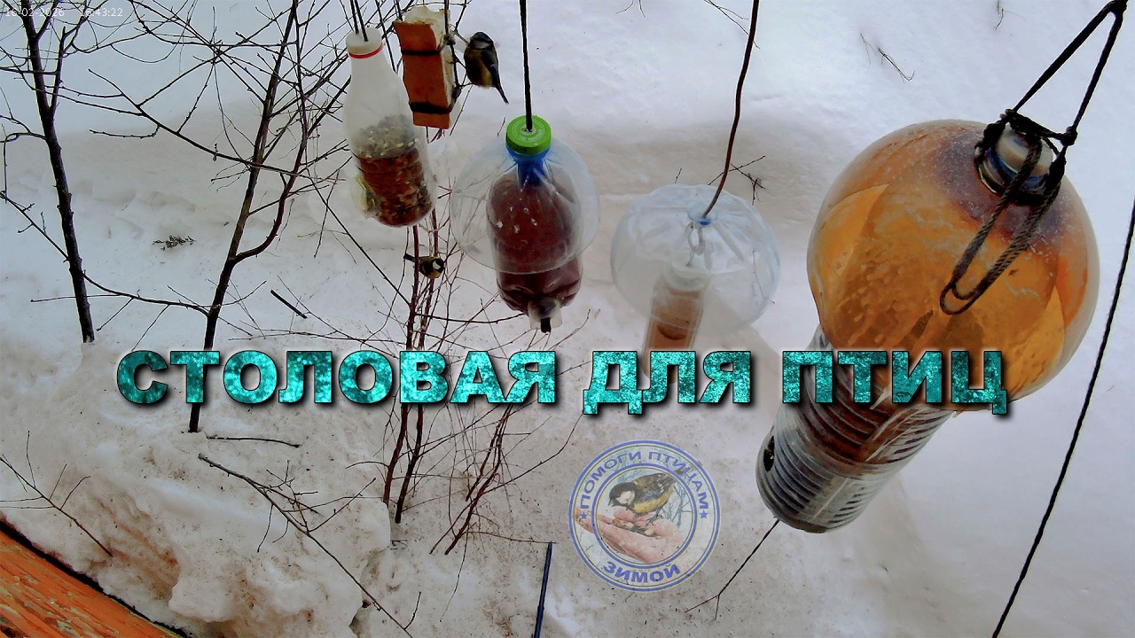 Кормушка для птиц 16 февраля 2026 года (11)