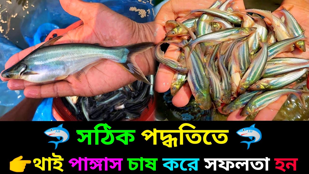 কম খরচে কিভাবে থাই পাঙ্গাস মাছ চাষ করবেন 01712791957