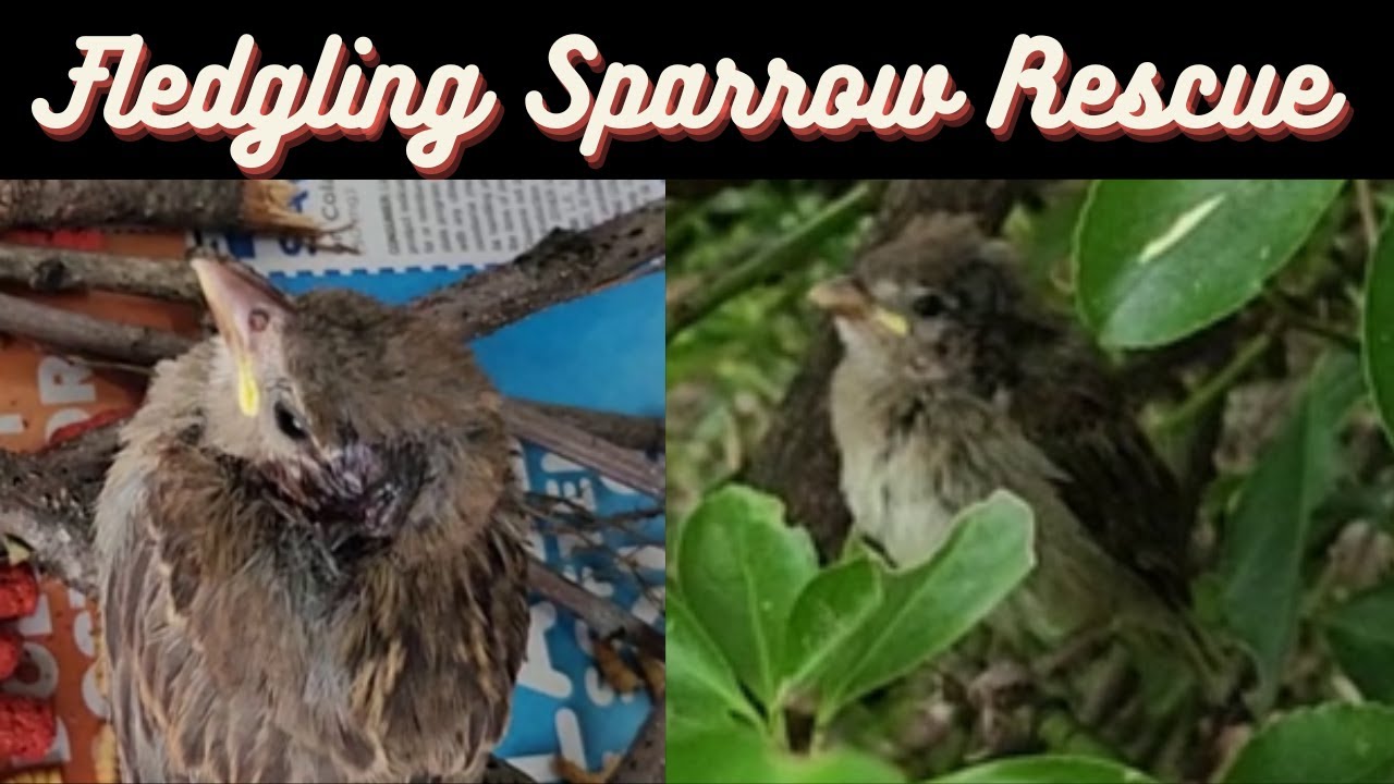 Baby Bird Rescue! Sparrow with a head injury...