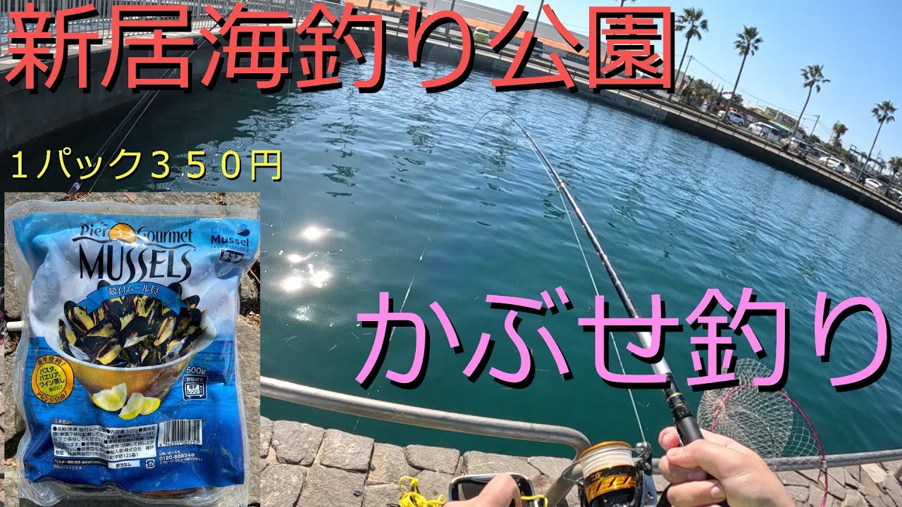 初挑戦！激安ムール貝で、かぶせ釣り！