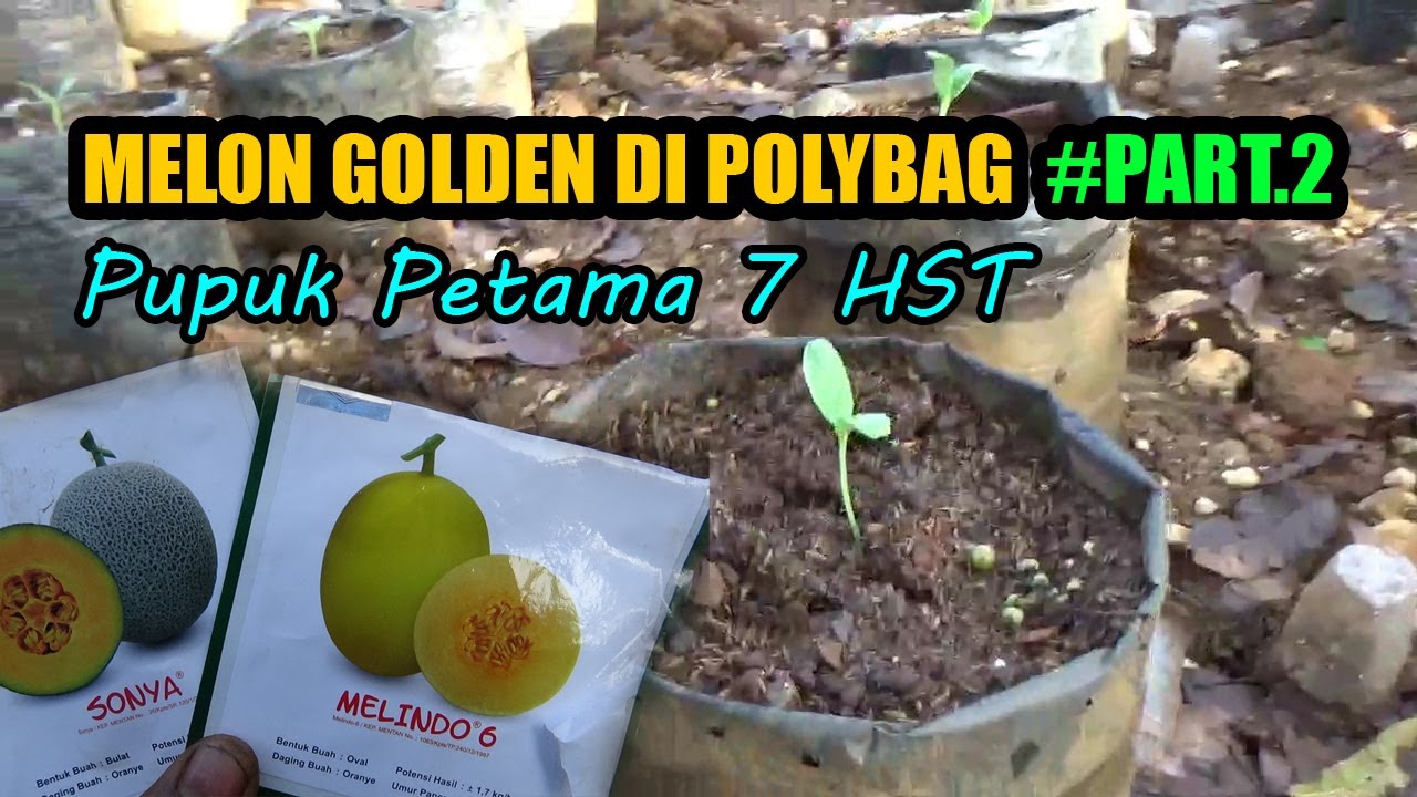 Menanam MELON GOLDEN Di Polybag Pupuk Pertama 7 HST  PART 2