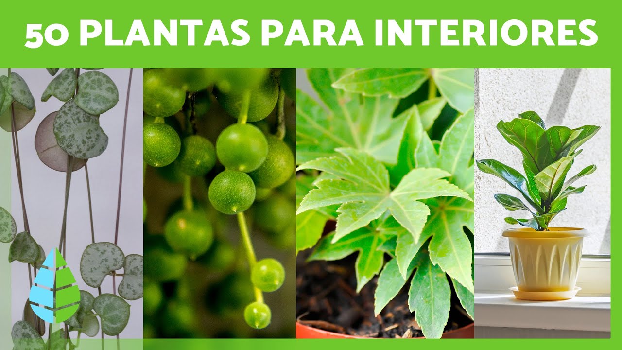 50 PLANTAS de INTERIOR Resistentes y Fáciles de Cuidar 🌵🌼  (Nombres y Cuidados)