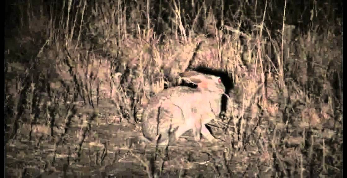 Rabbit in flashlight