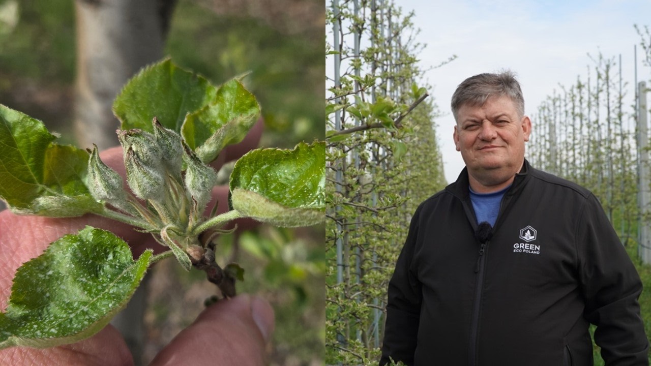 #3 Komunikat sadowniczy &ndash; faza zielonego pąka, Zbigniew Marek, 16.04.2026