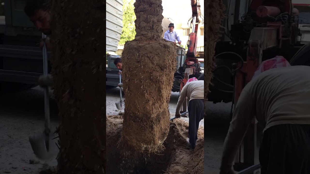 طريقة قلع النخلة من مكانها