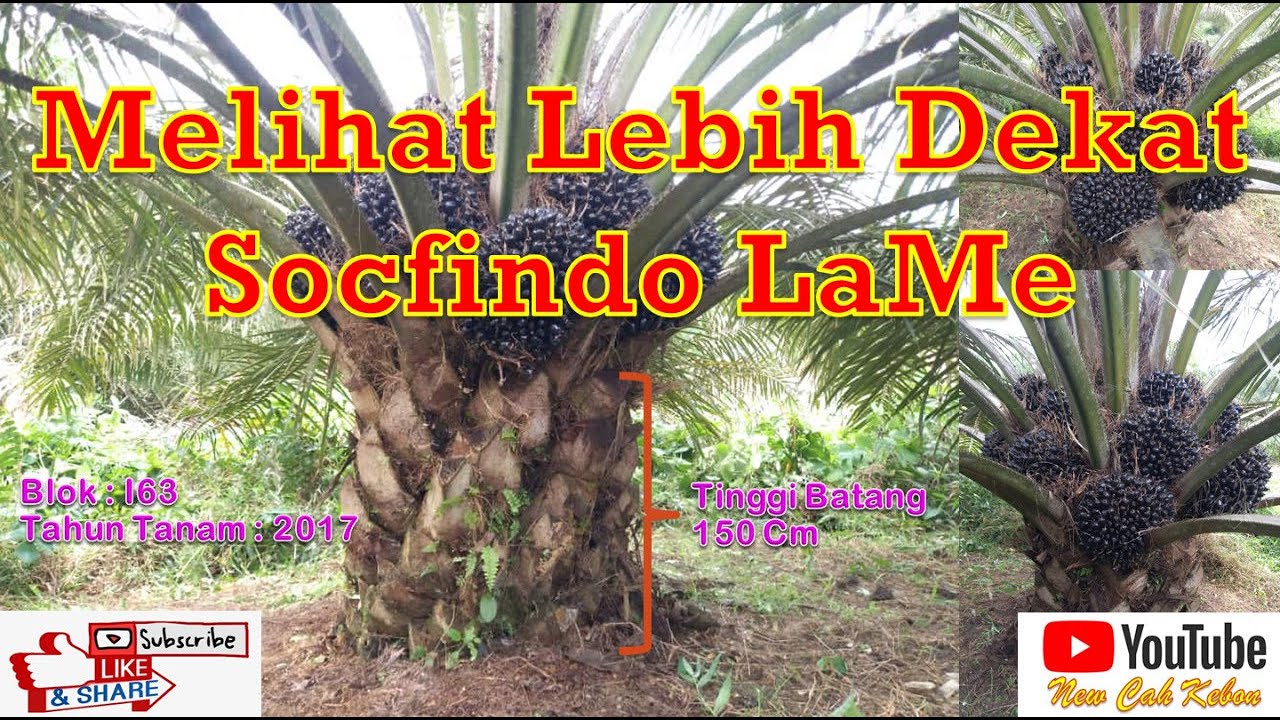 Melihat Lebih Dekat Kelapa Sawit Varietas SOCFINDO LaMe