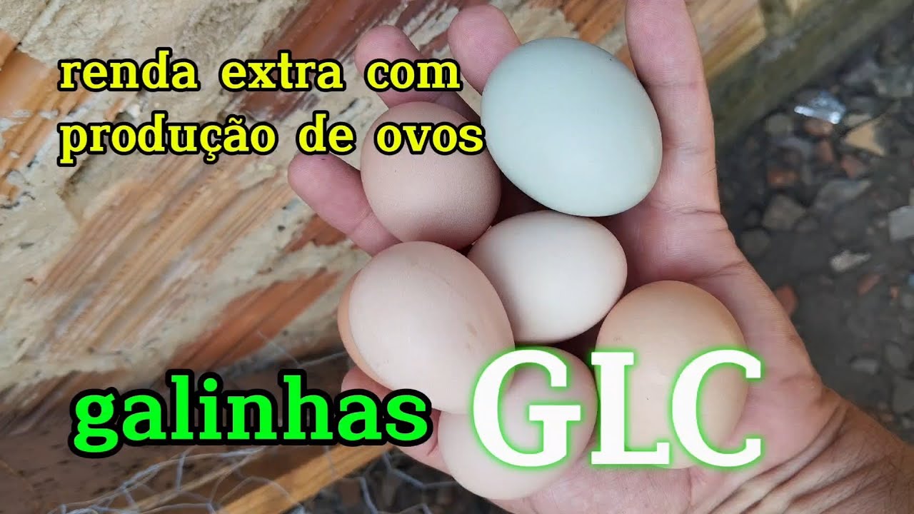 melhor galinha poedeira, ja estão batendo as metas, galinha GLC as queridinha