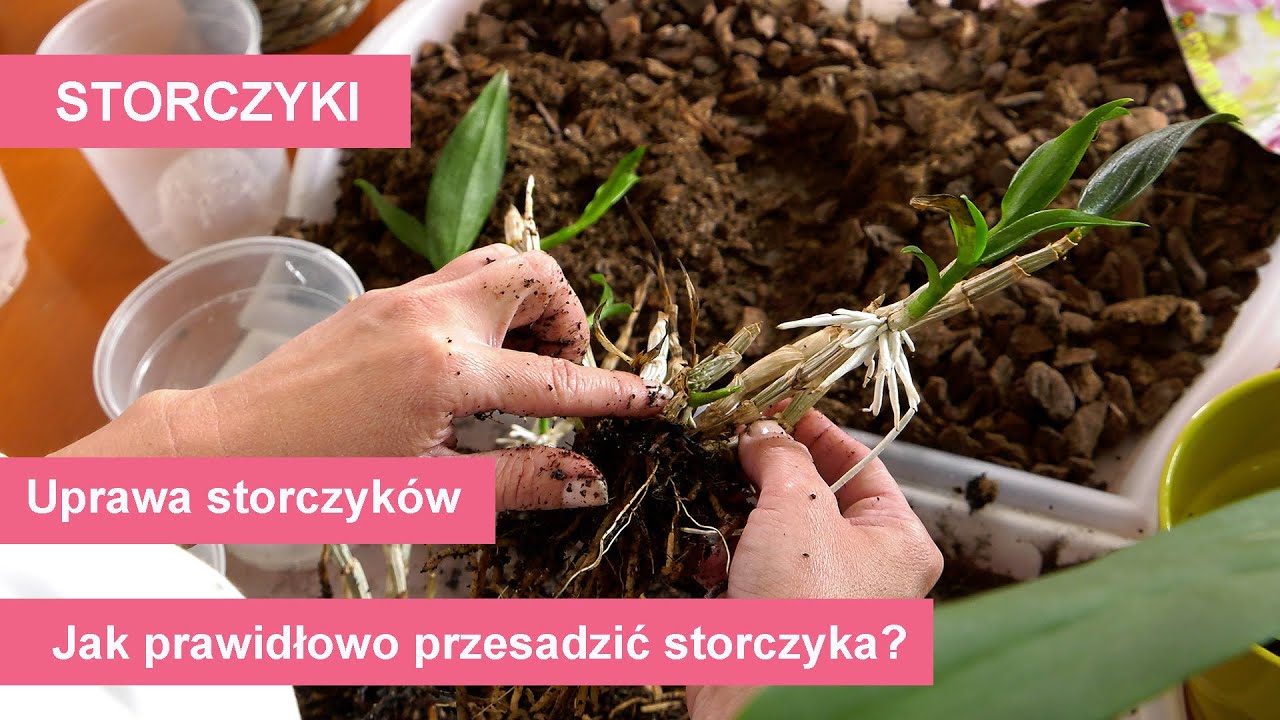 Storczyki - przesadzanie różnych gatunków storczyków. Uprawa i pielęgnacja storczyków.