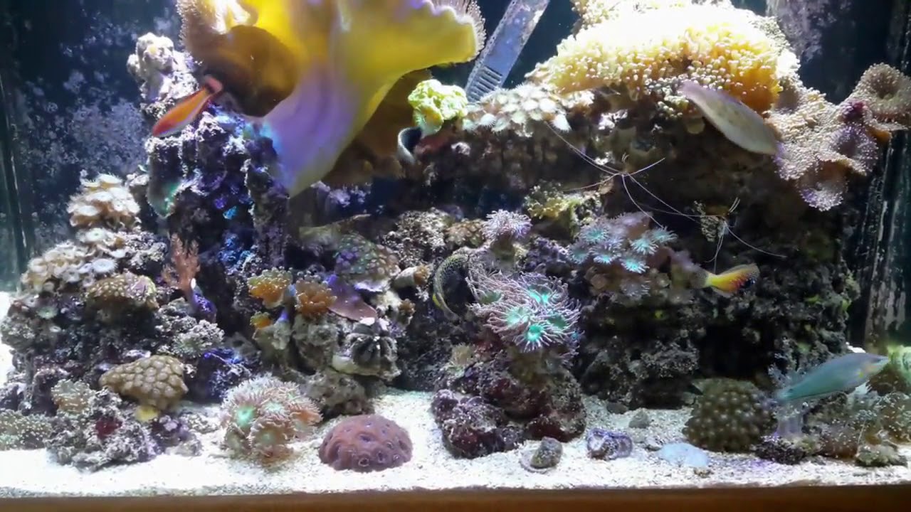 Chris' Reef wrasse tank