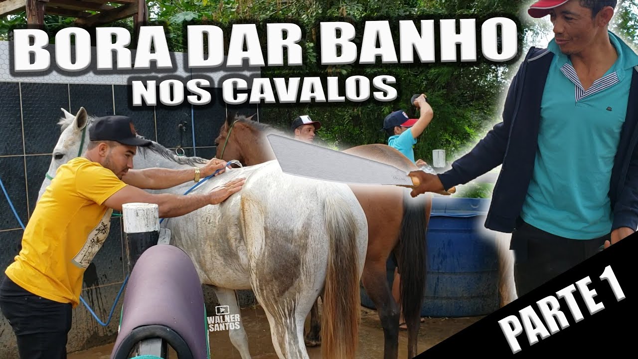 Sergipanos dão Banho nos cavalos e se aprontam pra ir pro desafio da Fazenda Sampaio