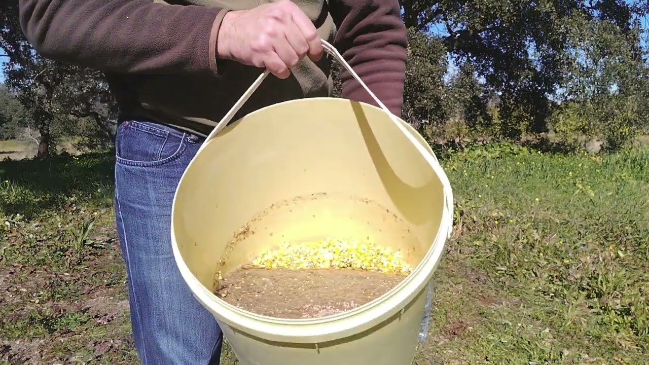 Esperas aos javalis - 