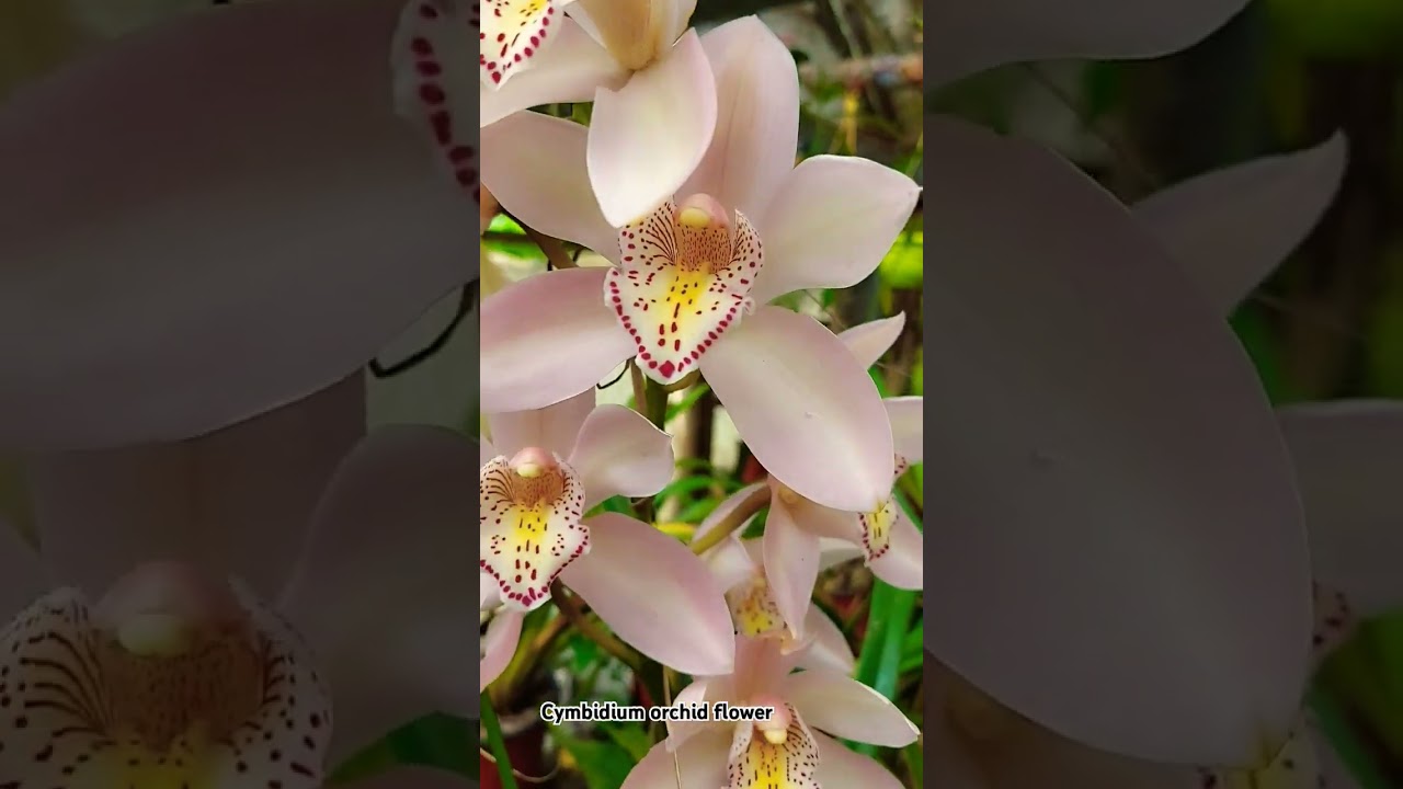 Beautiful cymbidium orchid flowers 