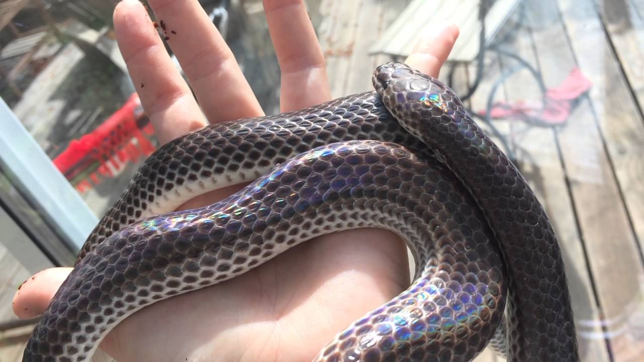 SYCS: Sunbeam Snakes - Xenopeltis unicolor (Freya)