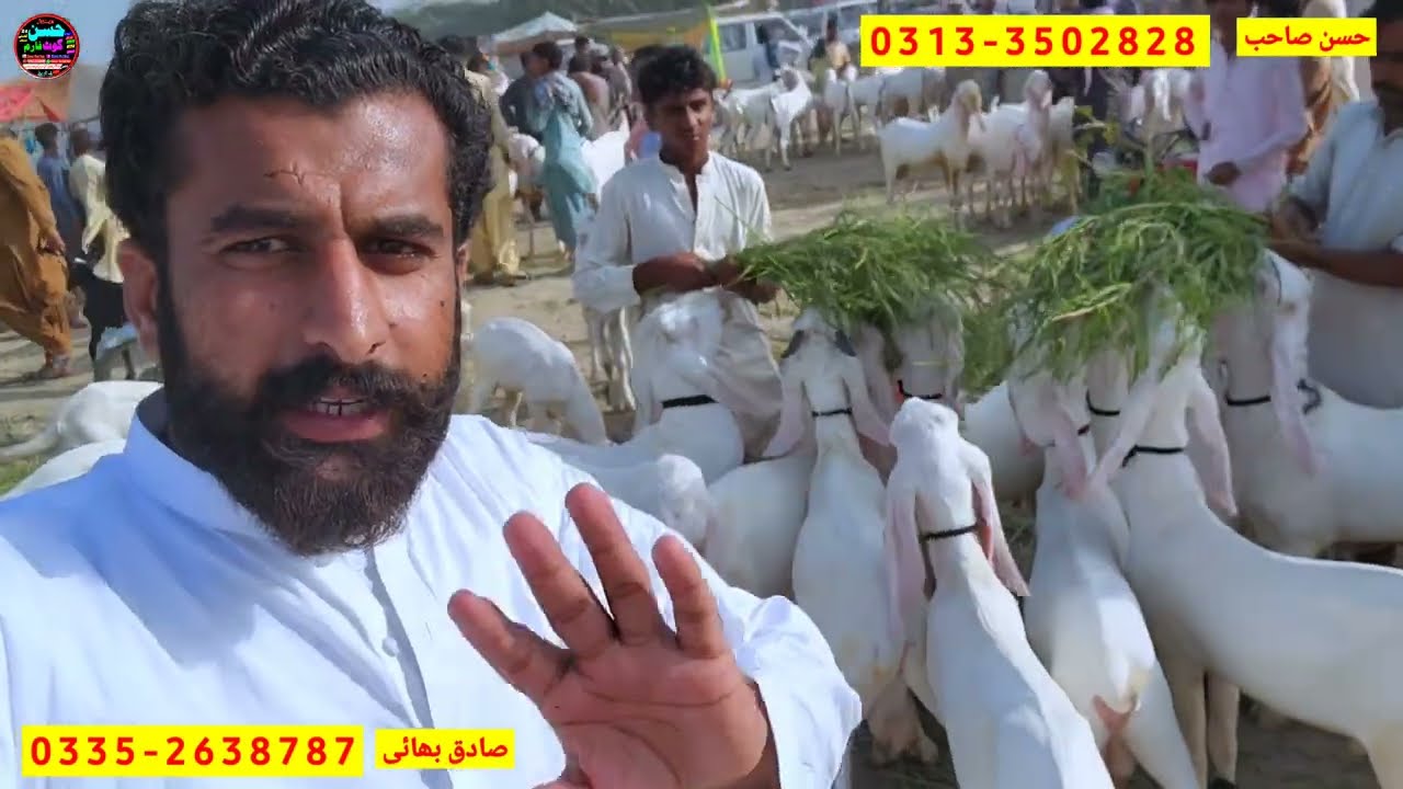 11 August 2025 rajanpur bakre mandi pakistan پاکستان کی مشہور ترین منڈی | session 2026 ky bade bakre