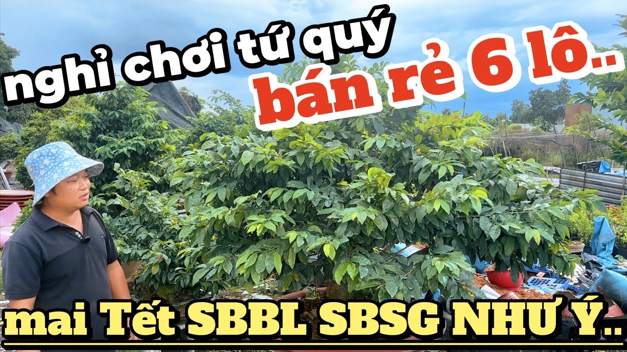 Nghỉ chơi tứ quý! BÁN RẺ 6 lô mai Tết ghép SBBL SBSG NHƯ Ý giảo CAM và phôi mai vàng vườn Thịnh Phát