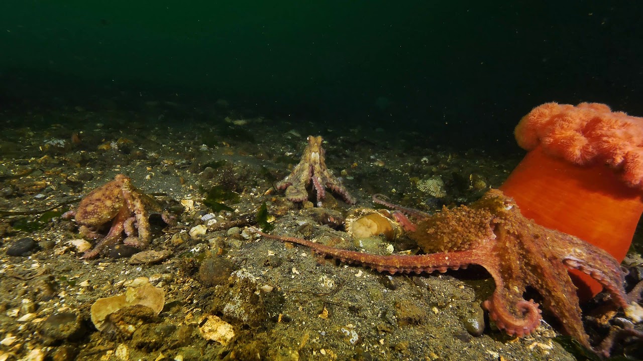 Octopus showdown