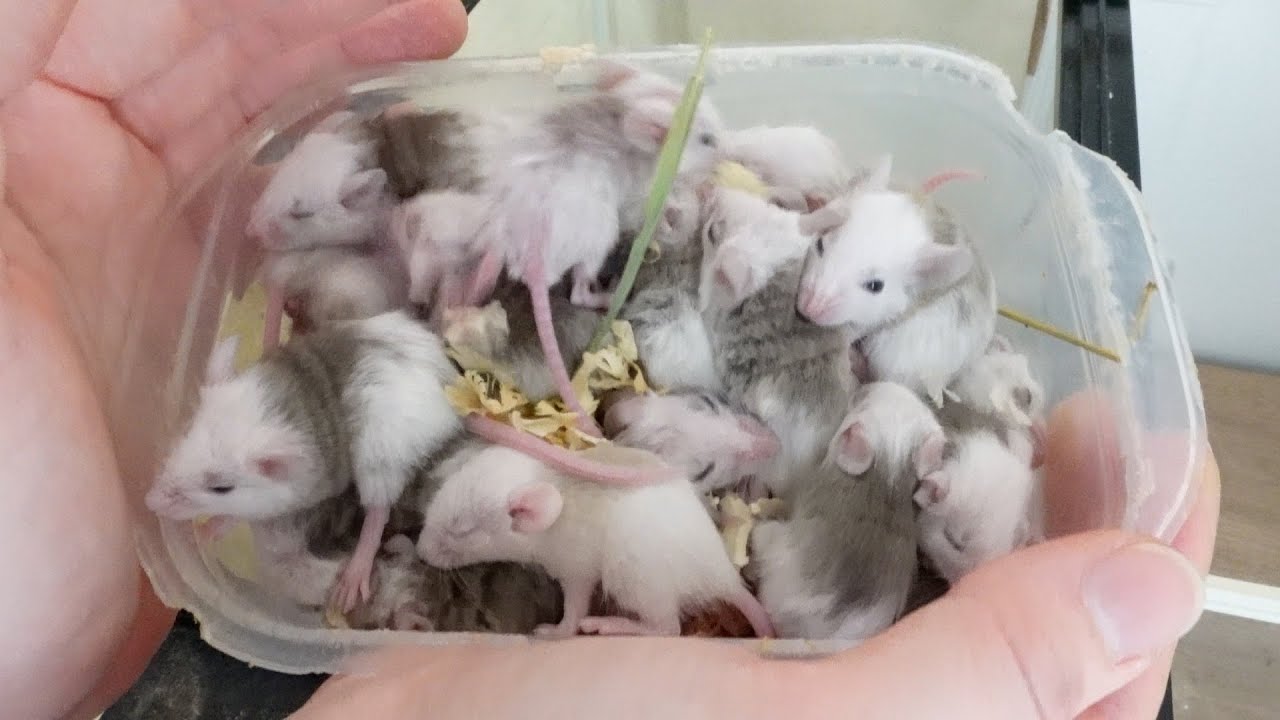 ヤワゲネズミを飼育して半年、凄い数になる