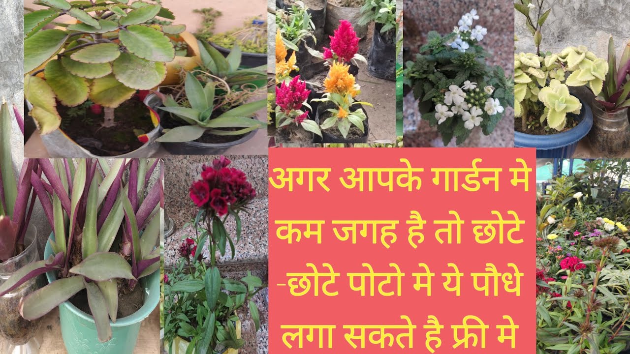 छोटे -छोटे पोटो मे भी आप Plant लगा सकते है अपने गार्डन को Beautiful बना सकते है