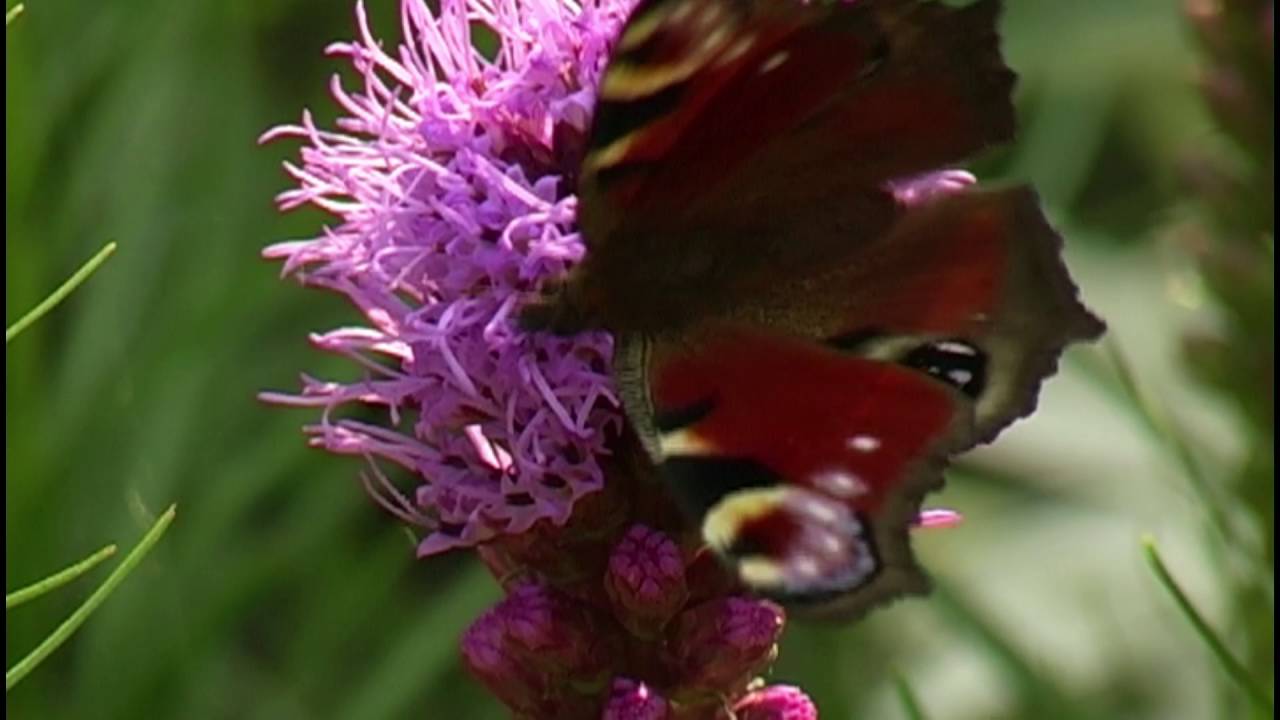 Ein naturnaher Staudengarten in Ostfriesland