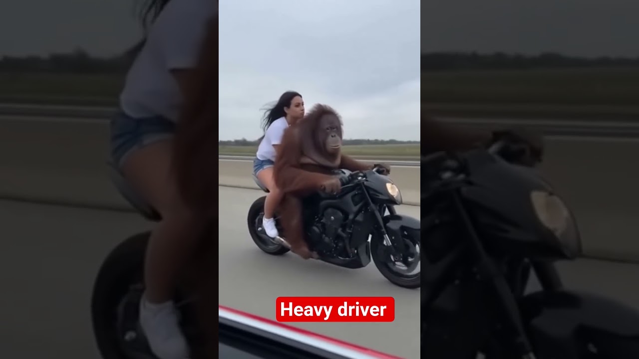 chimpanzee riding bike with hot beauty 