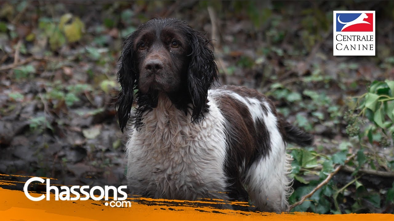 Pourquoi choisir un springer pour la chasse?
