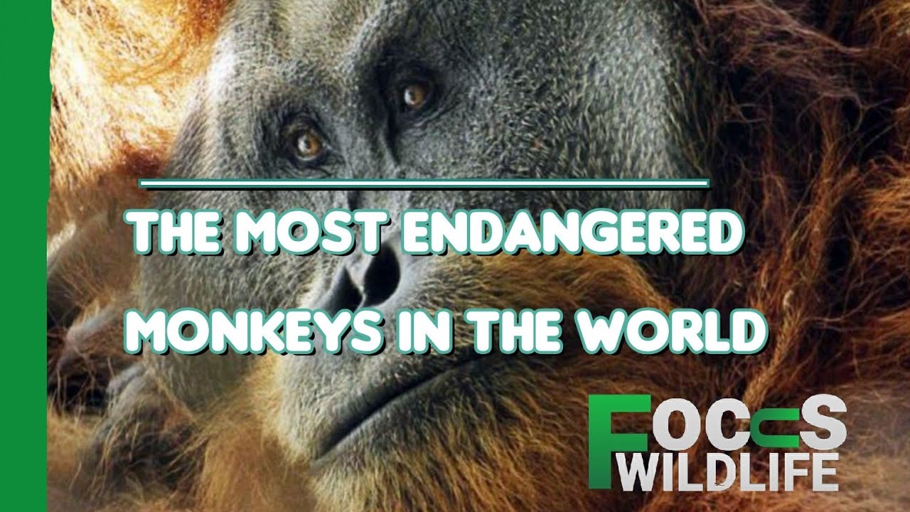 The Most Endangered Monkeys In The World