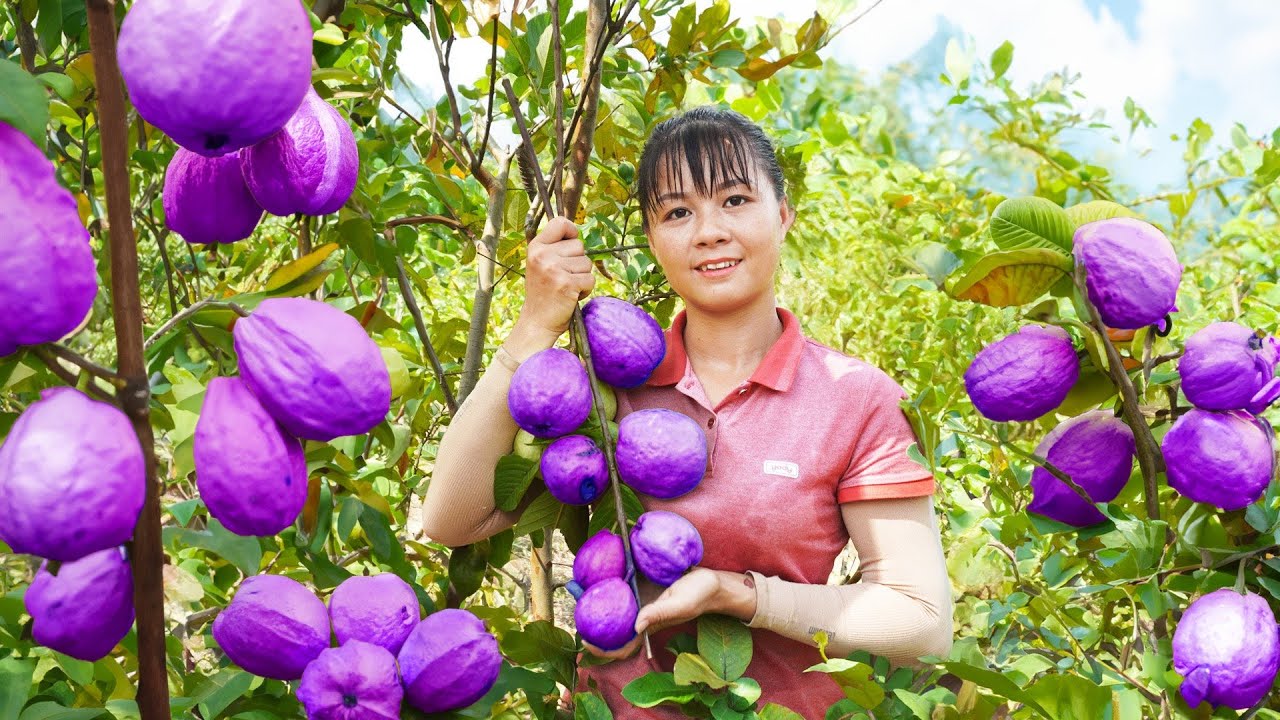 Harvest Guava Fruit Garden Goes to market sell - Build Garden | Tiểu Vân Daily Life