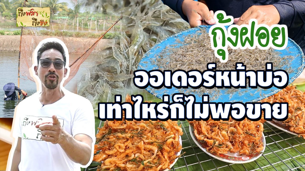 กุ้งฝอย ออเดอร์หน้าบ่อ เท่าไหร่ไม่พอขาย I ถึงพริกถึงขิง