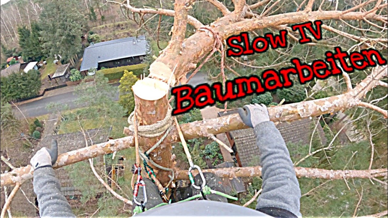 Abtragsfällung einer großen Kiefer zwischen Häuser | Slow TV