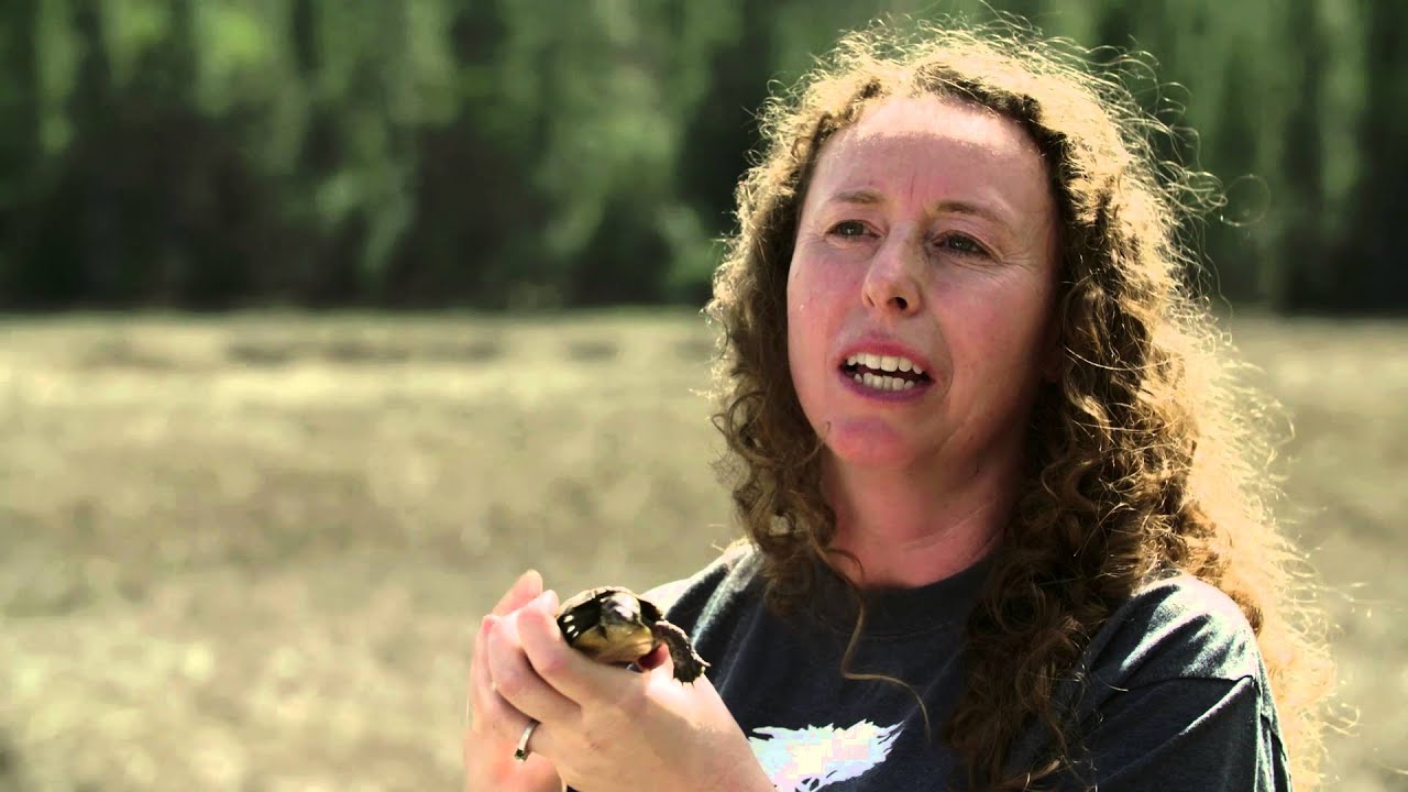SAFE Western Pond Turtle Video