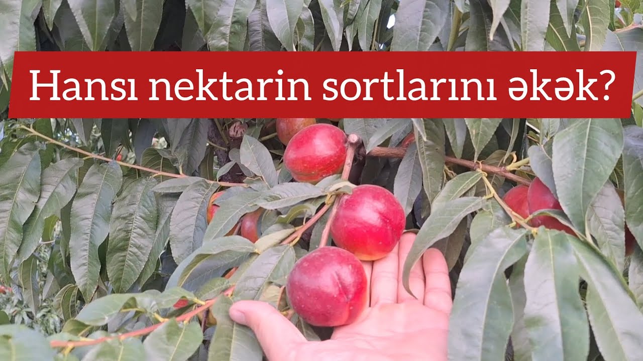 Hansı nektarin və şaftalı sortlarını əkmək məsləhətlidir?#bağ&ccedil;ılıq #garden #intensivbağlar #nektarin