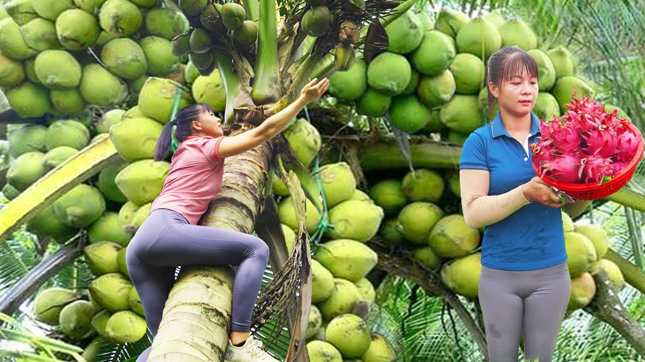 TIMELAPSE: 33 Day Harvesting Coconut, Banana, Jackfruit... Building, Raising, Cooking