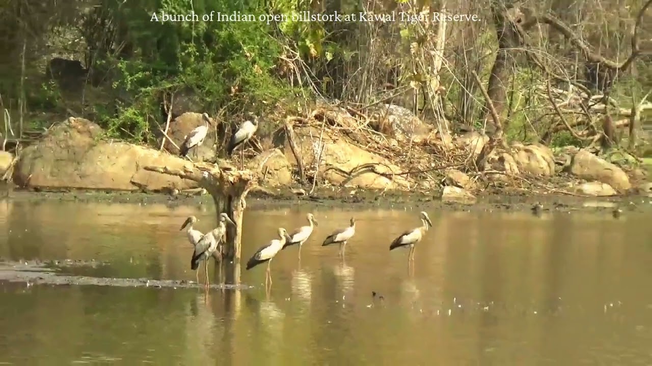Indian open Bill storks and Northarn Pintails at Kawal Tiger Reserve, Jannaram