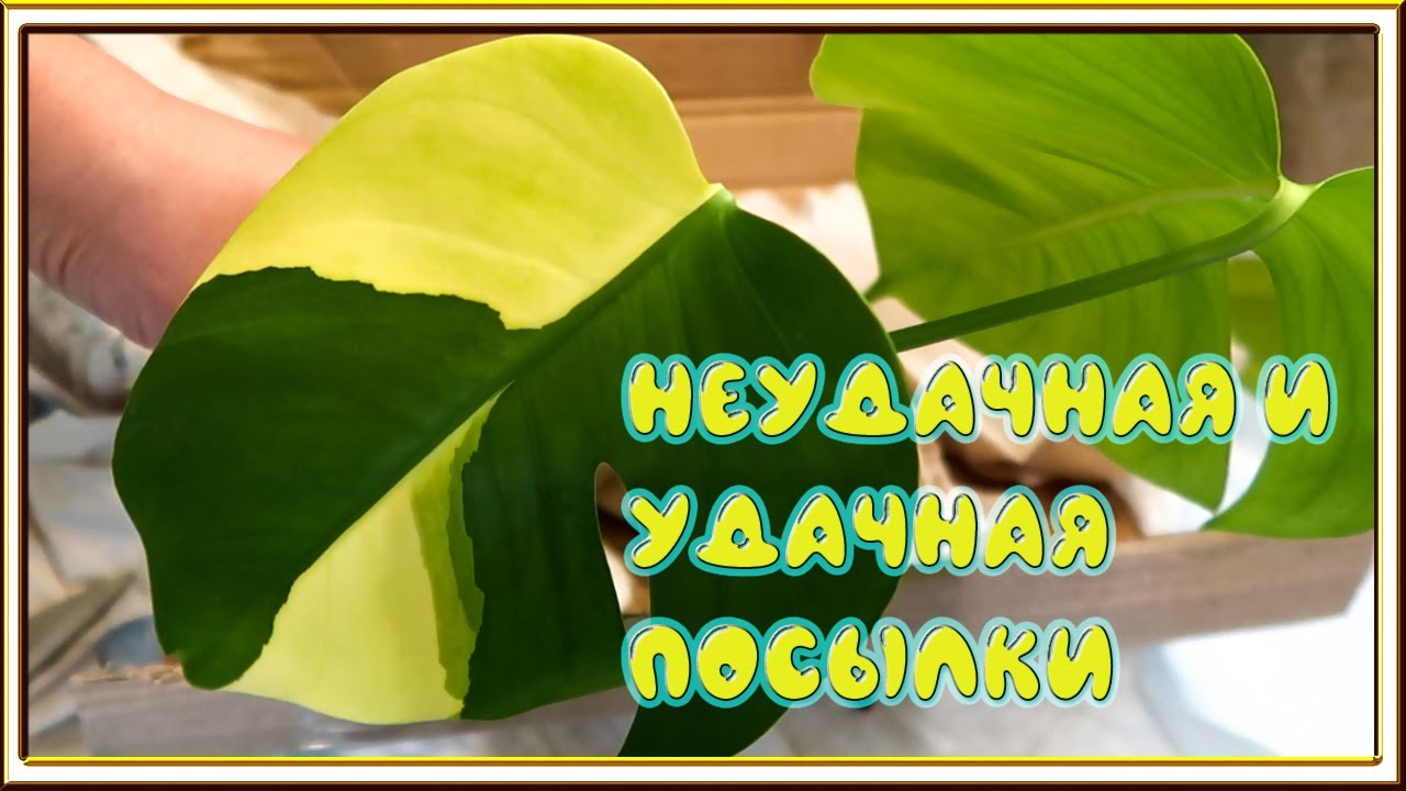 Распаковка 2 посылок с растениями