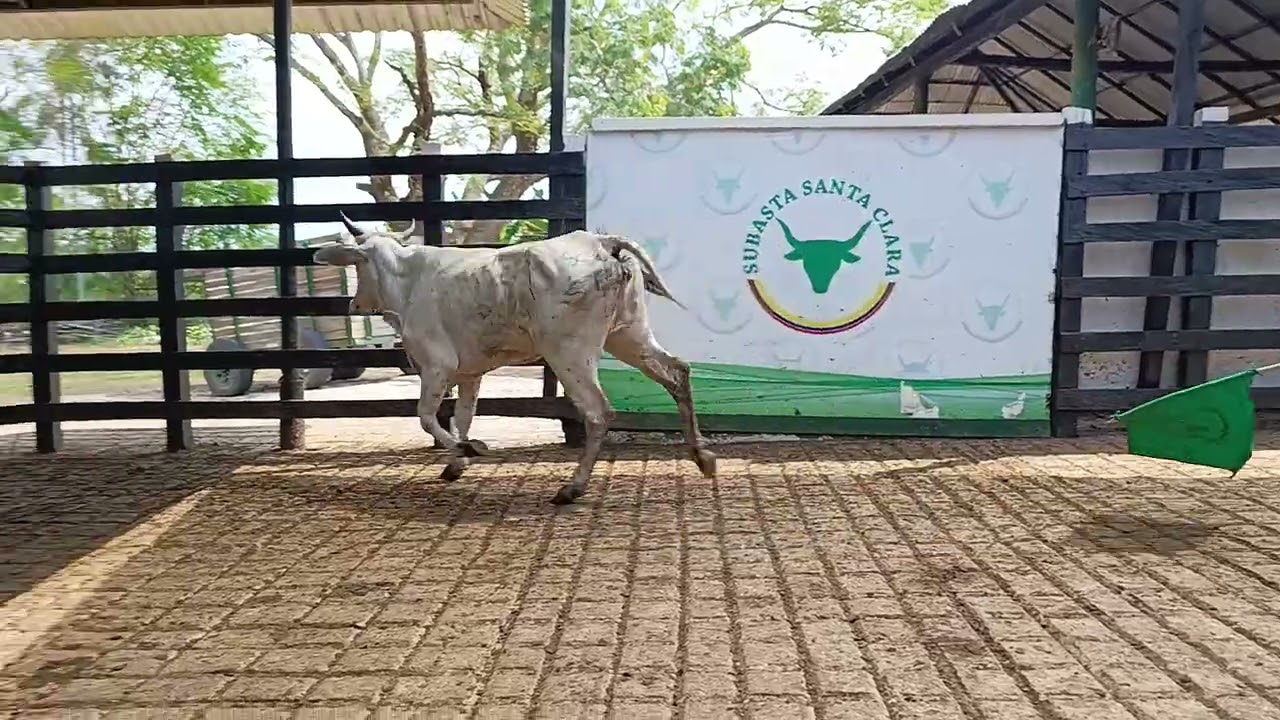 LOTE 208. Feria 3 Subasta Santa Clara