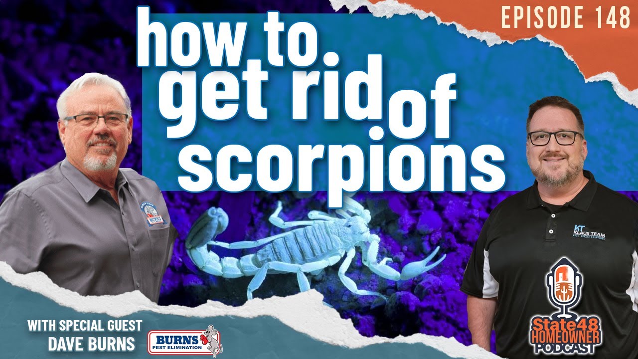 How to Get Rid of Scorpions | Arizona Bark Scorpion | Scorpion Remediation