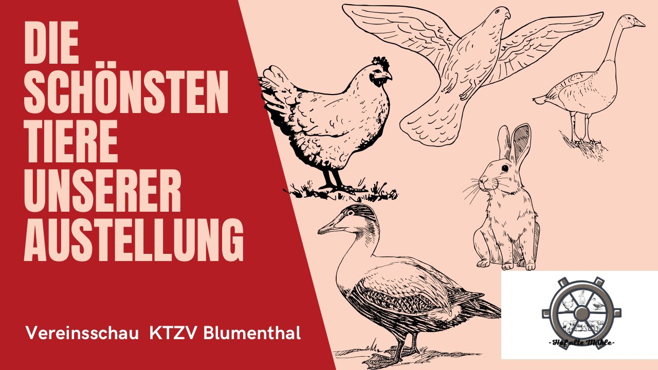 #10 Die schönsten Tiere unserer Ausstellung / Kleintierschau- Enten / Tauben / Kaninchen / Hühner