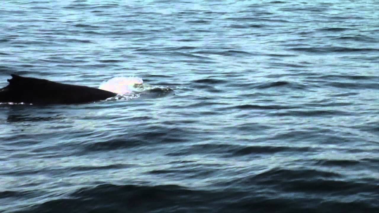 Ocean Frontiers 22 min. Version